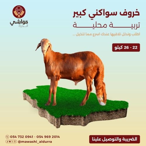 خروف سواكني كبير