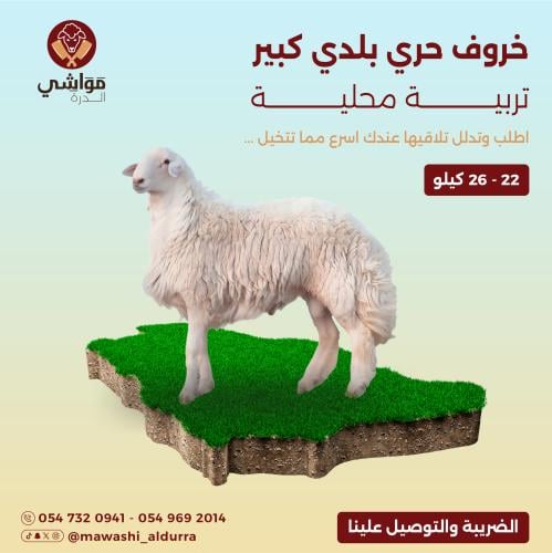 خروف حري كبير فاخر