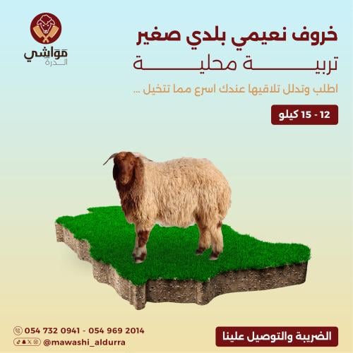 خروف نعيمي صغير