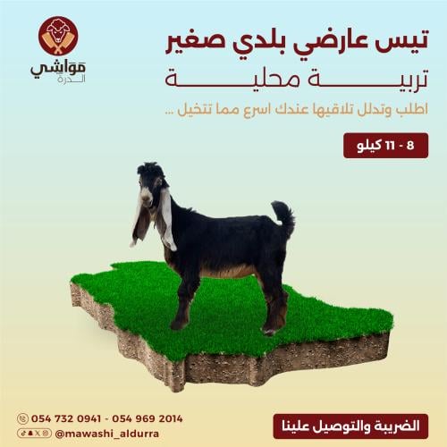 تيس عارضي صغير