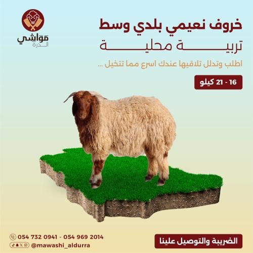 خروف نعيمي وسط الوزن التقريبي من 16 الي 21 كجم