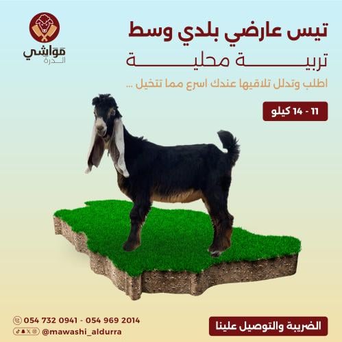 تيس عارضي وسط