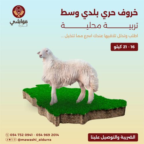 خروف حري وسط