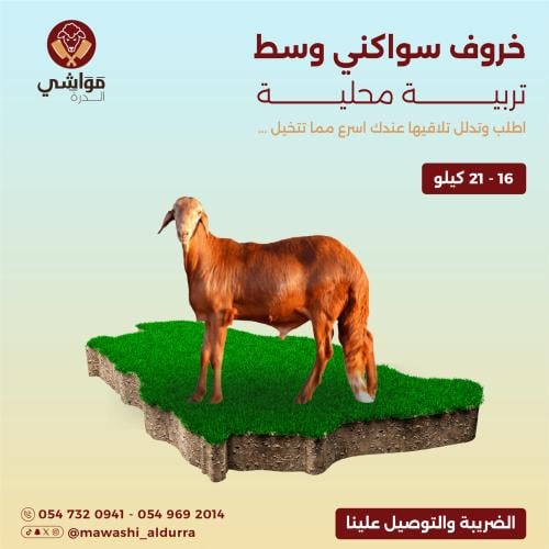 خروف سواكني تربية وسط جذع