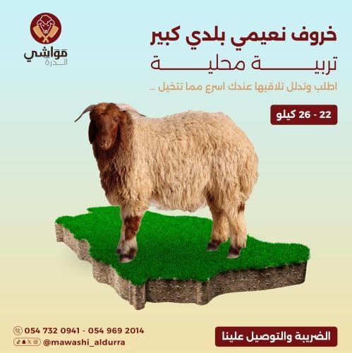 خروف نعيمي كبير