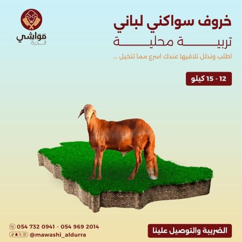 خروف سواكني صغير