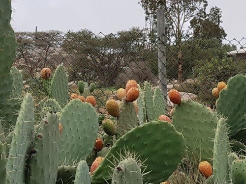 برشومي(تين شوكي )30 بذرة Opuntia ficus-indica