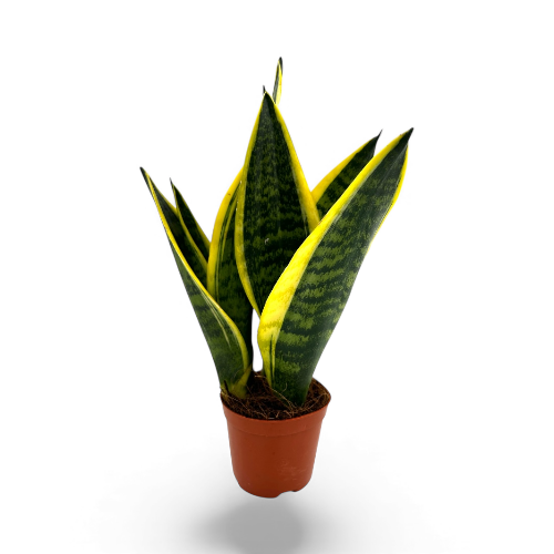 جلد النمر صغير سنسفيرا صغير Sansevieria