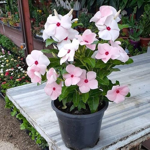 بفتة بلدي عدد 5