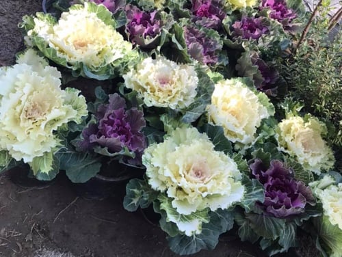 ملفوف الزينة