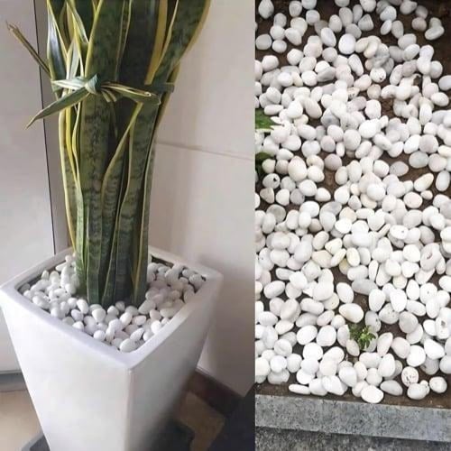 حجر طبيعي ابيض زينة زراعة و ديكور 1 كجم