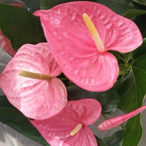 نبتة انتيريوم وردي زهرة الفلامنجو Anthurium