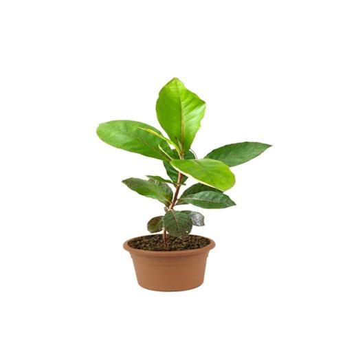 شجرة لوز بجري ( مظلية ) 1 متر