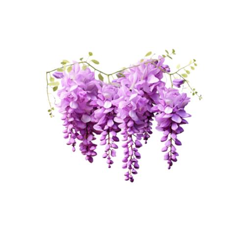 نبات الويستيريا