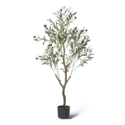 شجرة الزيتون 2 متر