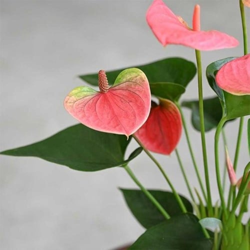 نبتة انتوريوم كبير