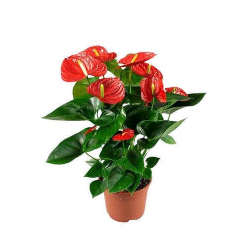 نبتة انتوريوم صغير