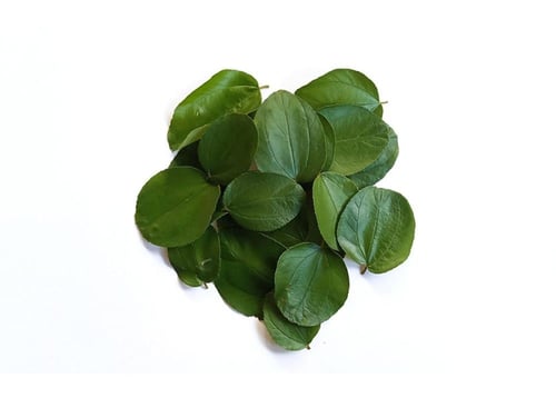 نبتة سدر 1 متر