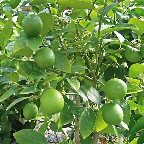 شجرة ليمون مثمرة ومطعّمه ارتفاع متر