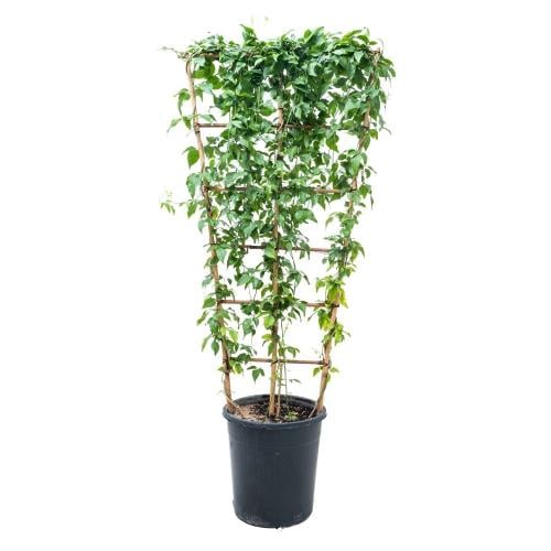 شتلة ياسمين متسلقة