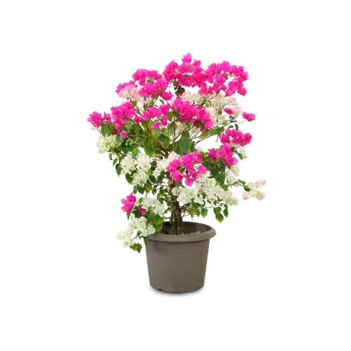 جهنمية تايلندي مطعمة الوان 1 متر