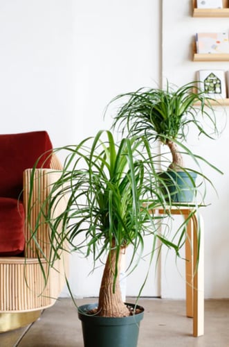 نبتة نولينا رجل الفيل