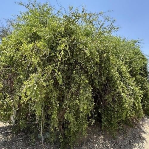 شجرة المسواك الأراك شجرة كبيرة