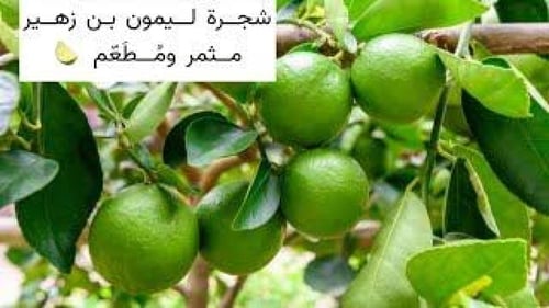 شجرة ليمون مثمرة ومطعّمه ارتفاع متر