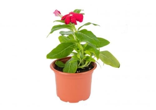 بفتة هولندي عدد 5