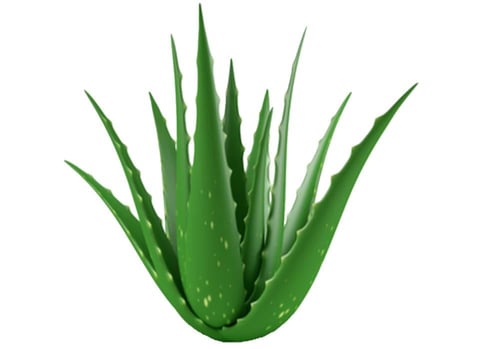صبار الألوفيرا حجم وسط