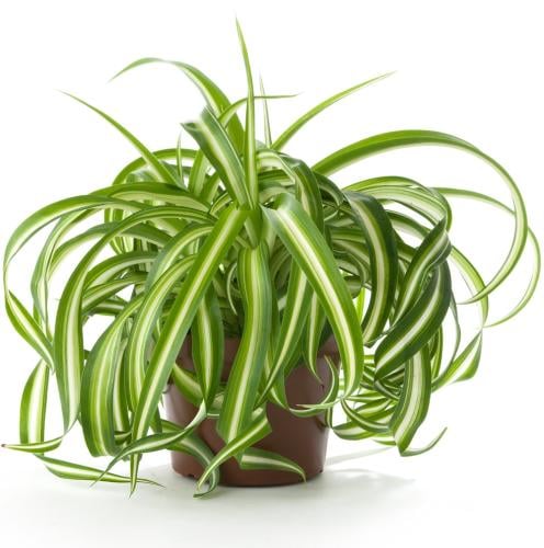 سبايدر العنكبوت