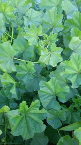 شتلة خبيز ساحلي