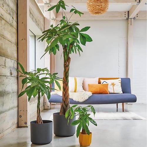 باشيرا مجدول كبير متر ونص الى مترين