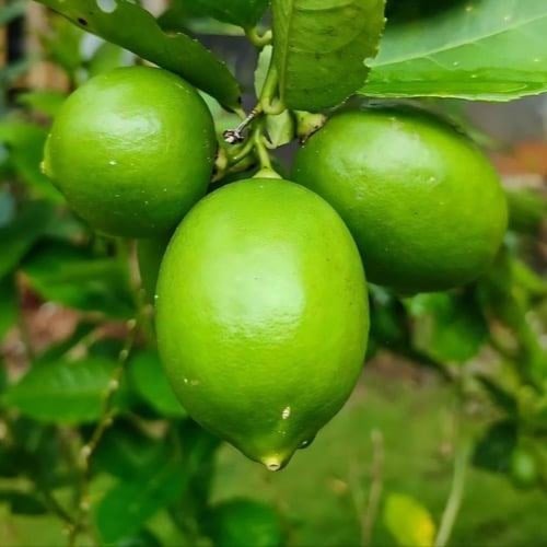 شجرة ليمون مثمرة ومطعّمه ارتفاع متر