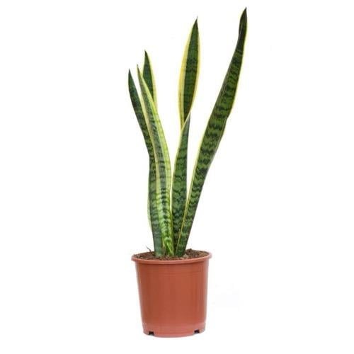 جلد النمر قياس كبير سانسيفيريا (Snake Plant / لسان...