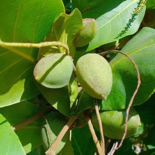 شجرة لوز بجري ( مظلية ) 1 متر