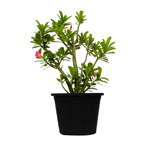 نبتة العدنة بلدي Adenium