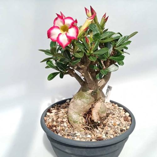 عدنة هولندي Adenium أدينيوم
