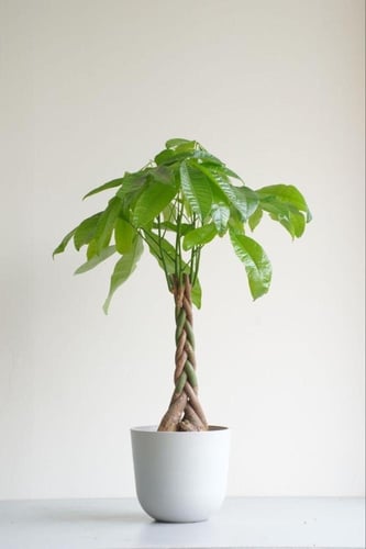 باشيرا مجدول صغير 40 - 60 سم