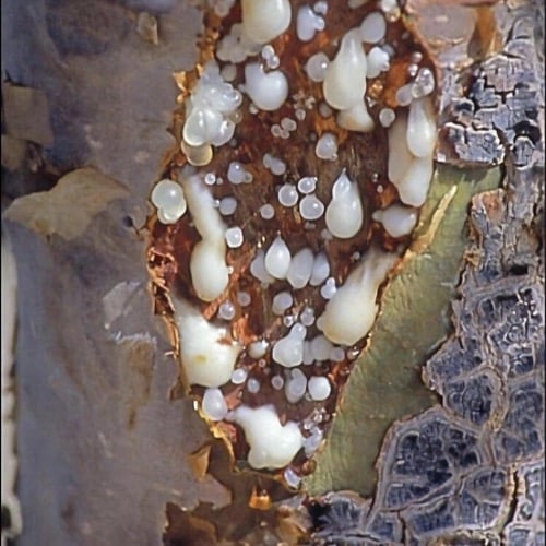 شتلة لبان عماني جاهزة للزراعة كبير متر