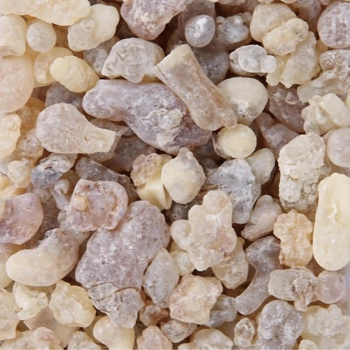 شتلة لبان عماني جاهزة للزراعة كبير متر