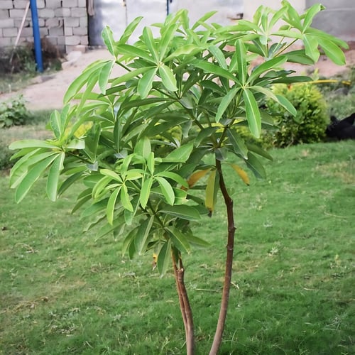 شتلة مانجو مطعّمة مثمرة طول متر تقريباً