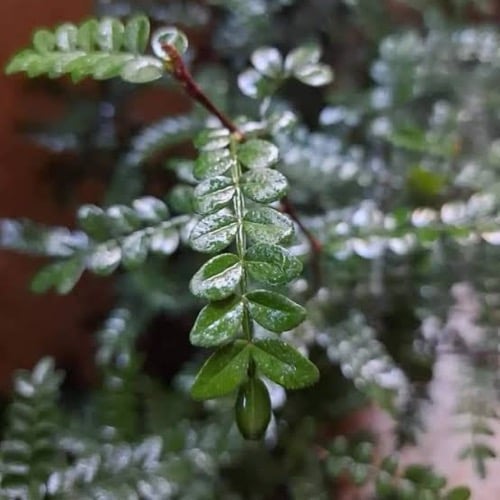 شتلة شجرة البخور الكازاليزم شجرة العودة العطرية