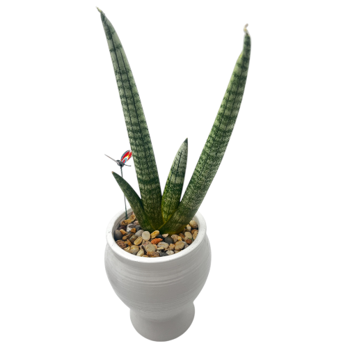 صبار الاصبع Finger Cactus