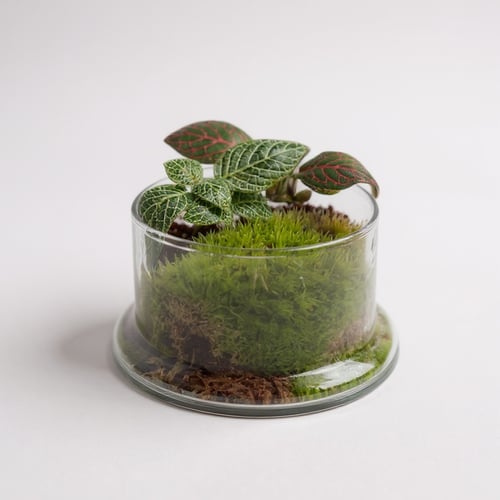 تيراريوم حياة داخل زجاجة