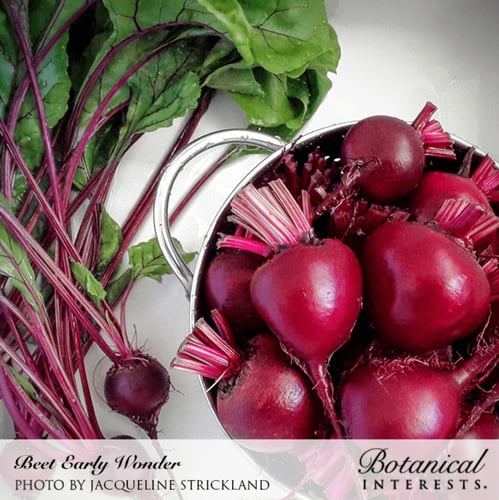 بذور شمندر مبكر عضوي - Early Wonder Beet Seeds