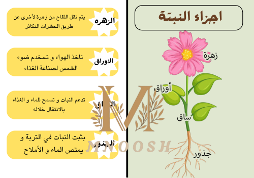 النباتات و أجزاؤها ثاني ابتدائي