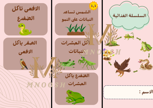 السلسلة الغذائية ثاني ابتدائي