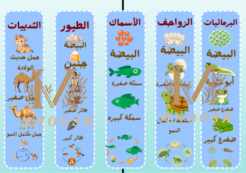 دورة حياة الحيوانات ثالث ابتدائي