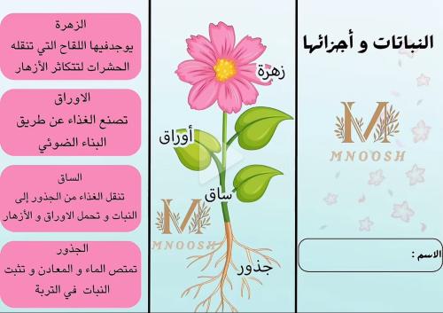 النباتات و أجزائها